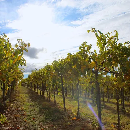 Amazing Langhe And Monferrato | House With Garden *