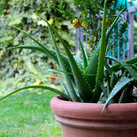 Amazing Langhe And Monferrato | House With Garden * Calamandrana