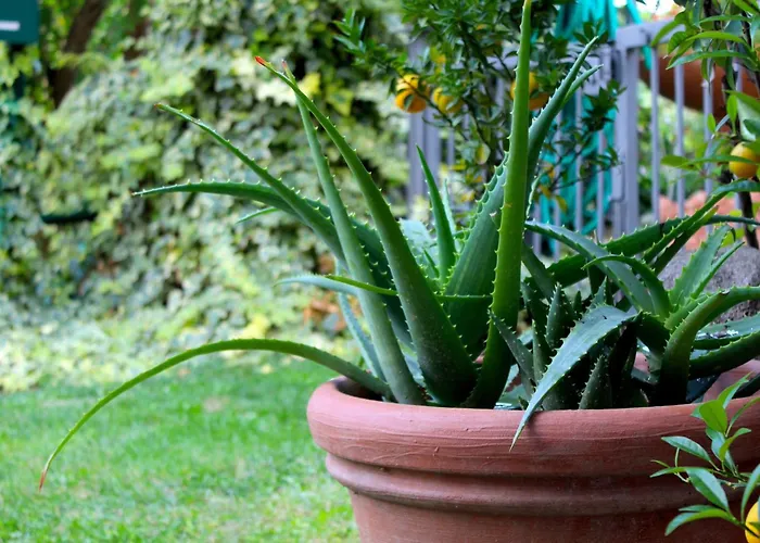 Amazing Langhe And Monferrato | House With Garden * Calamandrana